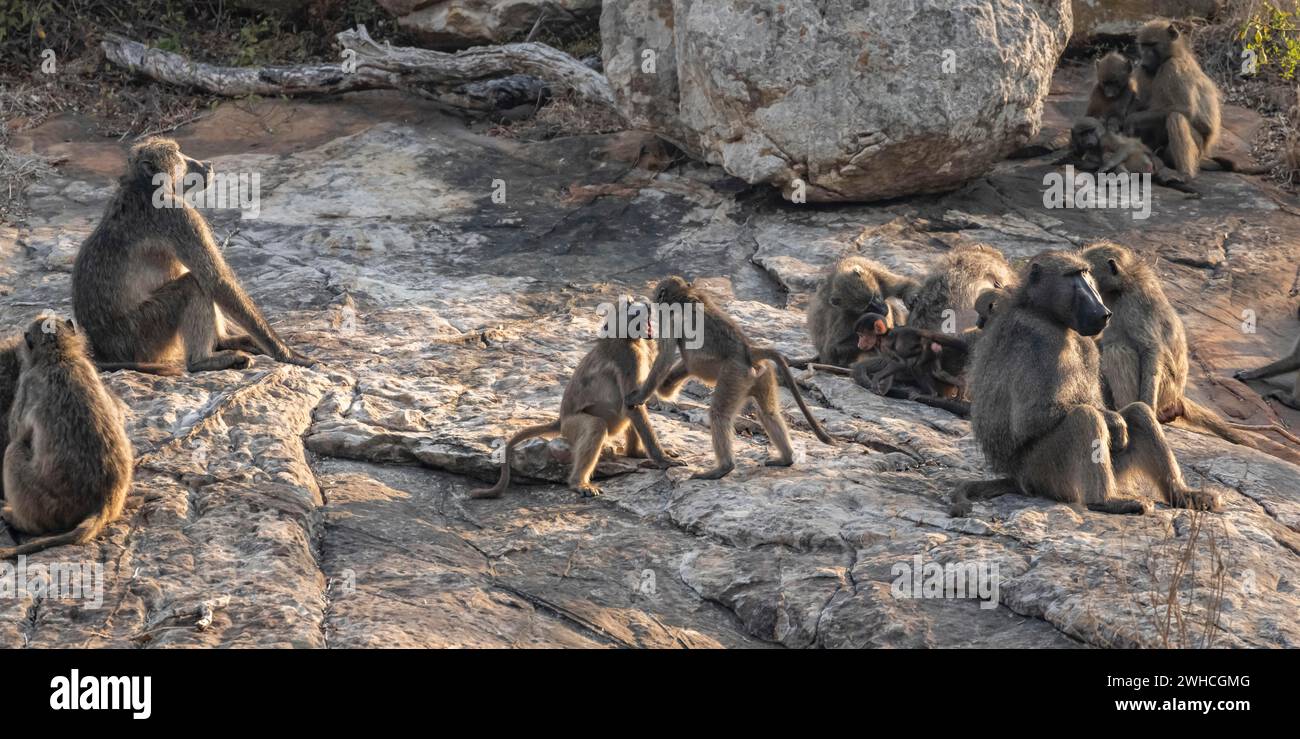 Branco di babbuini chacma (Papio ursinus), famiglia di animali con adulti e cuccioli, seduti su pietre, cuccioli che giocano e combattono, Parco Nazionale Kruger, Sud Foto Stock