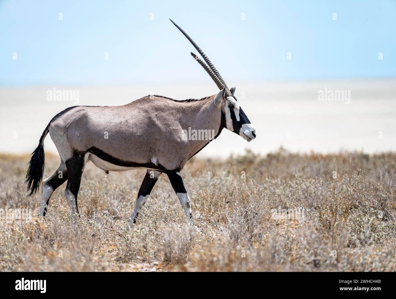 Gemsbok (Oryx gazella) nella savana secca presso la salina di Etosha, il Parco nazionale di Etosha, Namibia Foto Stock