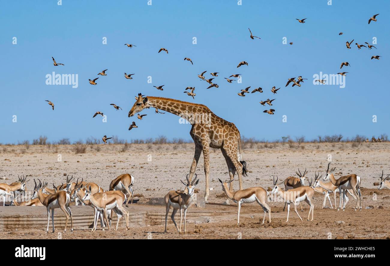 Vari gruppi di animali in una pozza d'acqua, mandria di springbok (Antidorcas marsupialis) e giraffa angolana (Giraffa giraffa angolensis), gregge di Foto Stock