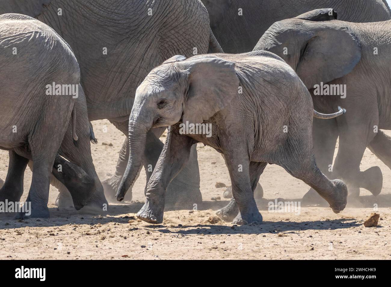 Elefanti africani (Loxodonta africana), giovani animali che corrono nella mandria, simpatico e simpatico cucciolo, Parco Nazionale di Etosha, Namibia Foto Stock