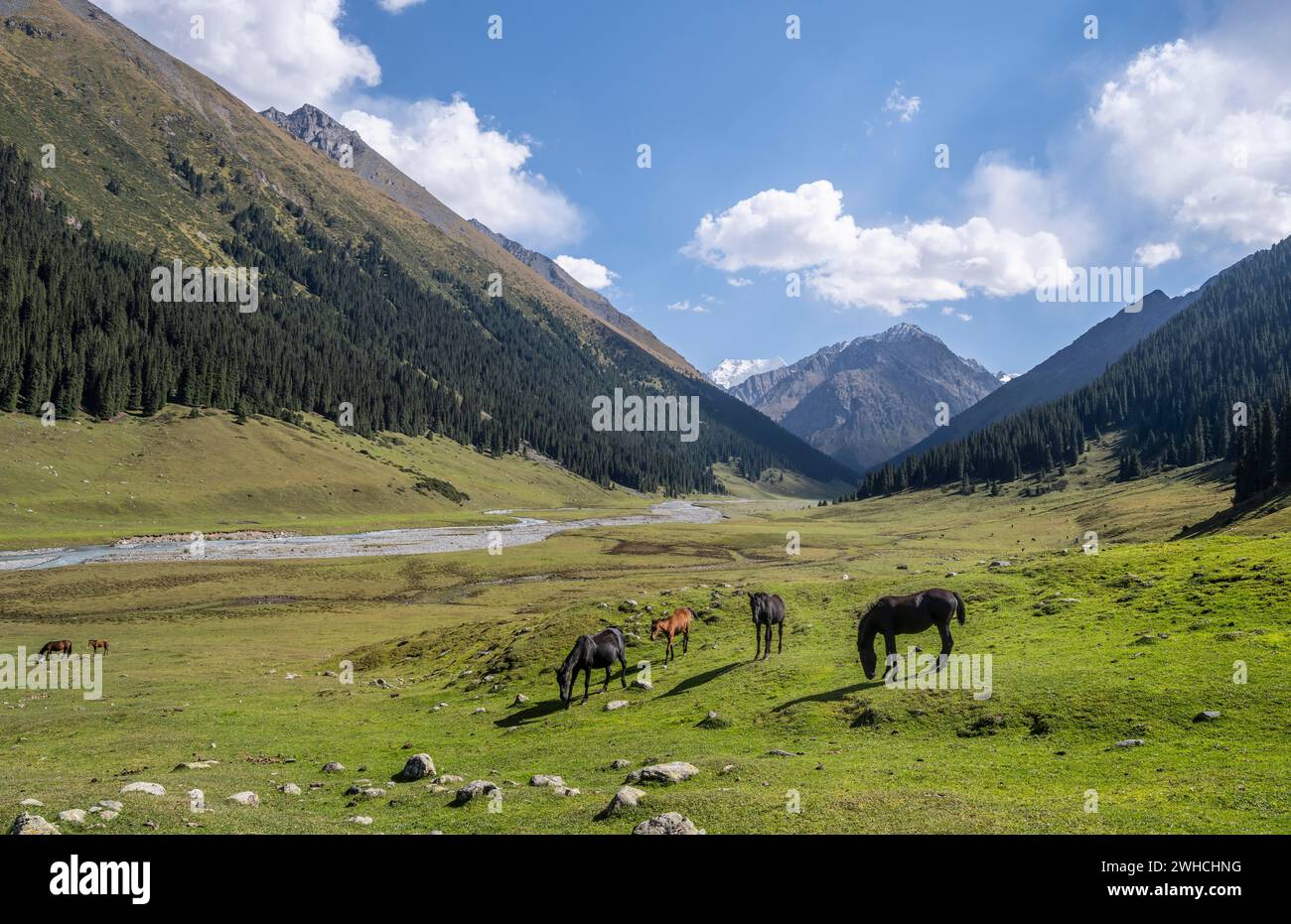 Cavalli che pascolano in un prato, la verde valle di montagna Altyn Arashan, i monti Tien Shan, Kirghizistan Foto Stock
