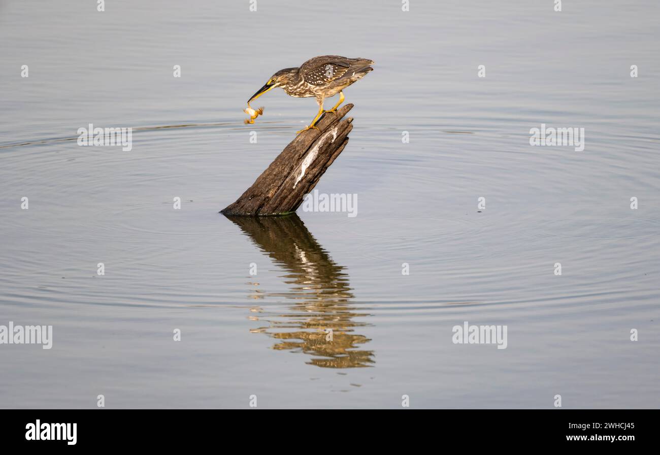 Airone di mangrovie (Butorides striata atricapilla), seduto su un ceppo d'albero nell'acqua con prede nel becco, tenendo una piccola rana per la gamba Foto Stock