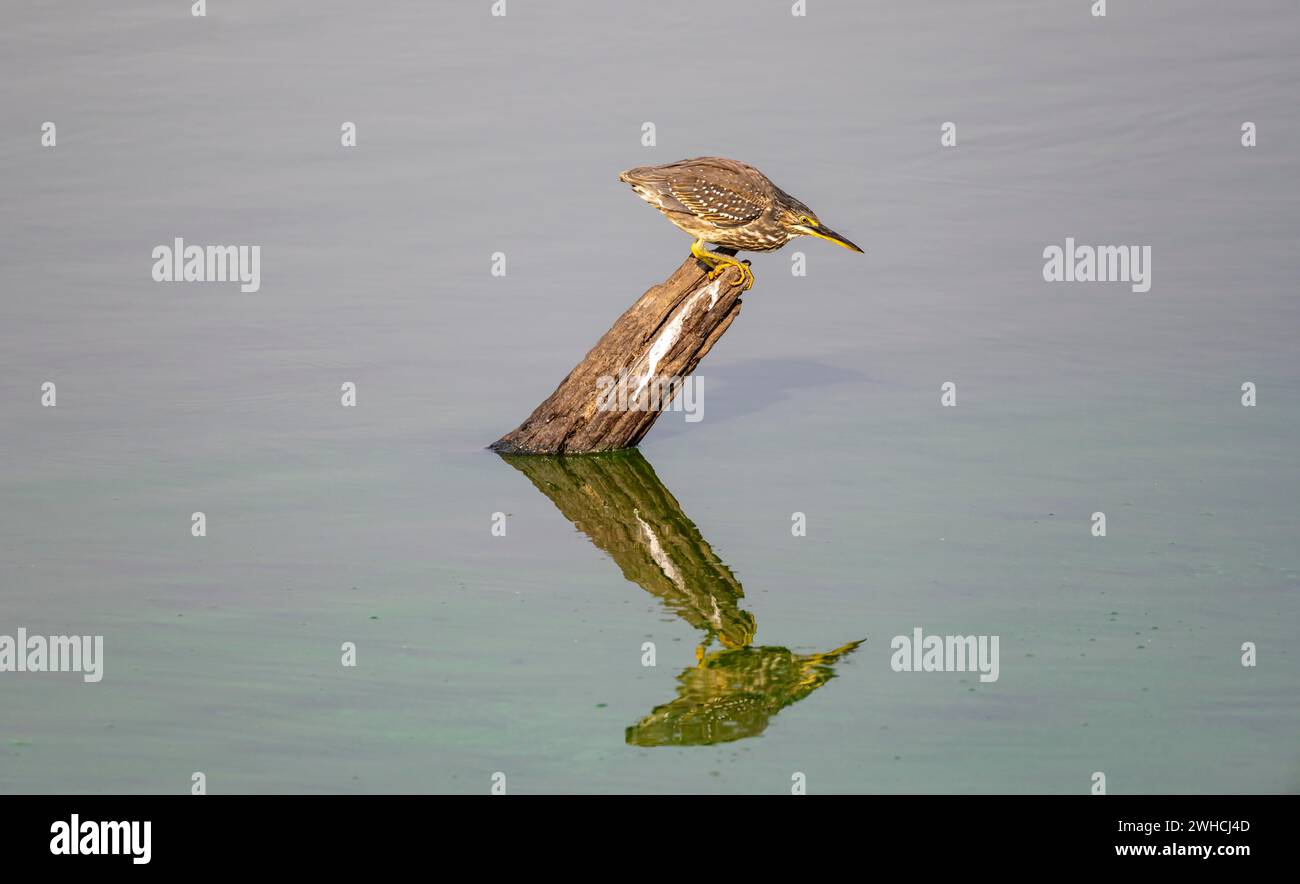 Airone di mangrovie (Butorides striata atricapilla), seduto su un ceppo d'albero nell'acqua e in agguato per le prede, la riflessione, il Parco nazionale Kruger, a sud Foto Stock