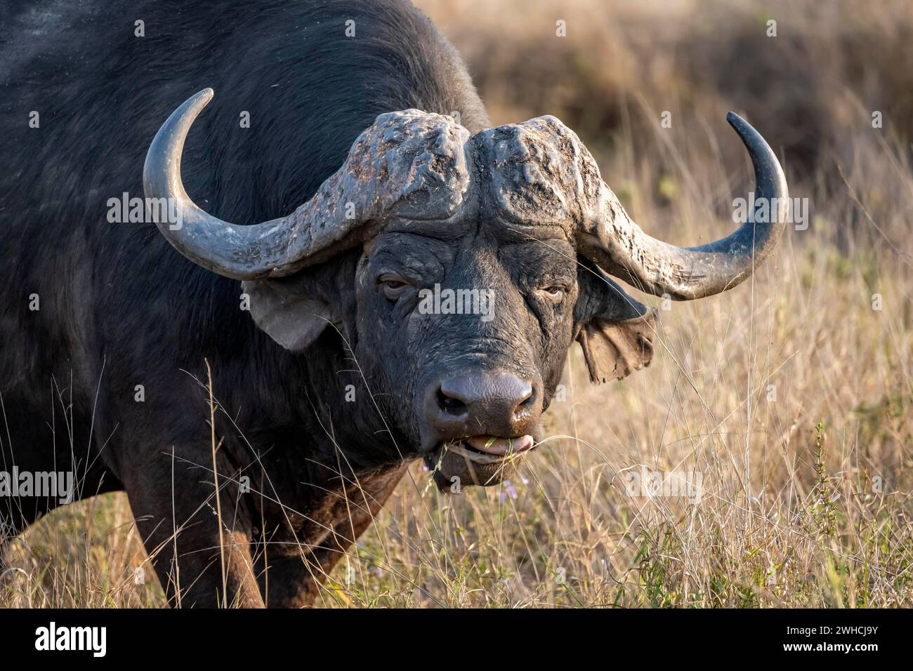 Bufalo africano (Syncerus caffer caffer) con erba in bocca, toro nella savana africana, ritratto di animali, Kruger National Park, Sudafrica Foto Stock
