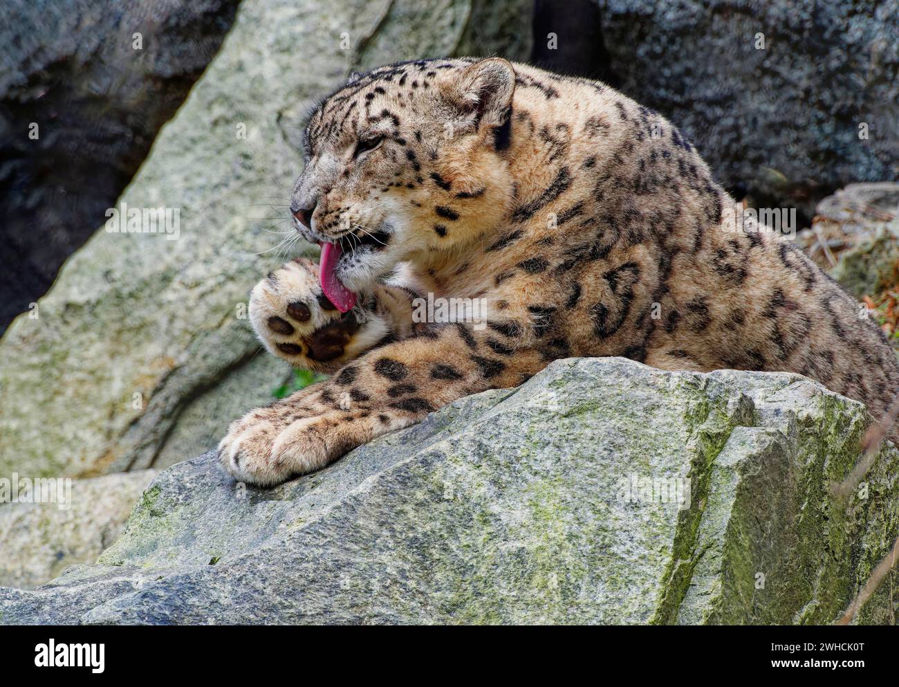 Leopardo delle nevi (Panthera uncia), adulto, cura del corpo, ritratto di animali, prigioniero, Germania Foto Stock