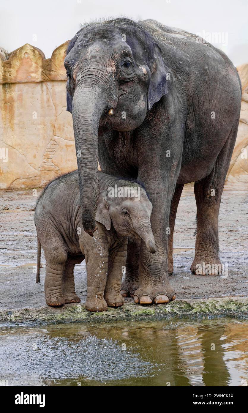 Elefante asiatico (Elephas maximus), elefante giovanile e mucca, in cattività, distribuzione nell'Asia meridionale e sud-orientale Foto Stock