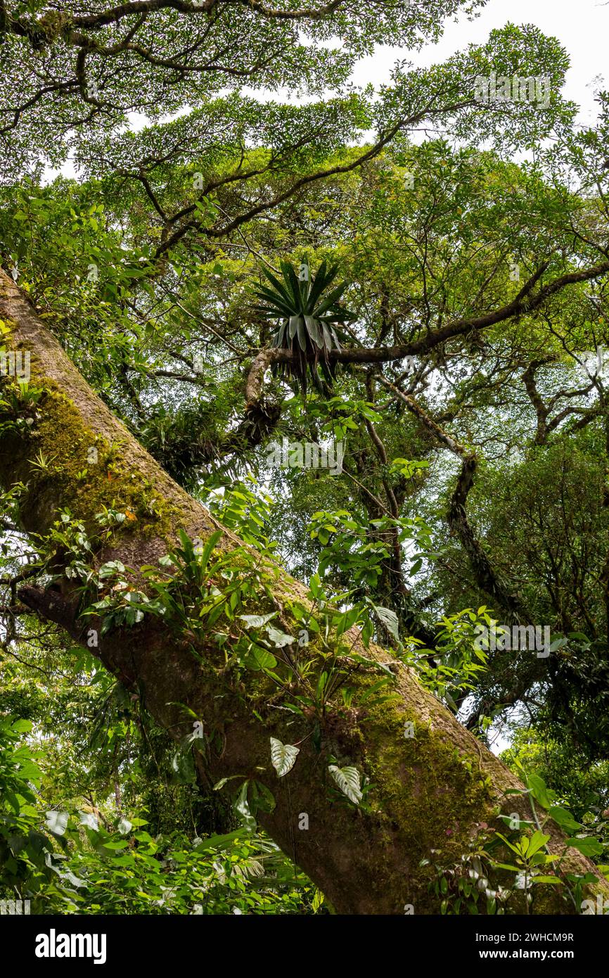 Giganti degli alberi nella giungla, Costa Rica, America centrale, America Latina Foto Stock