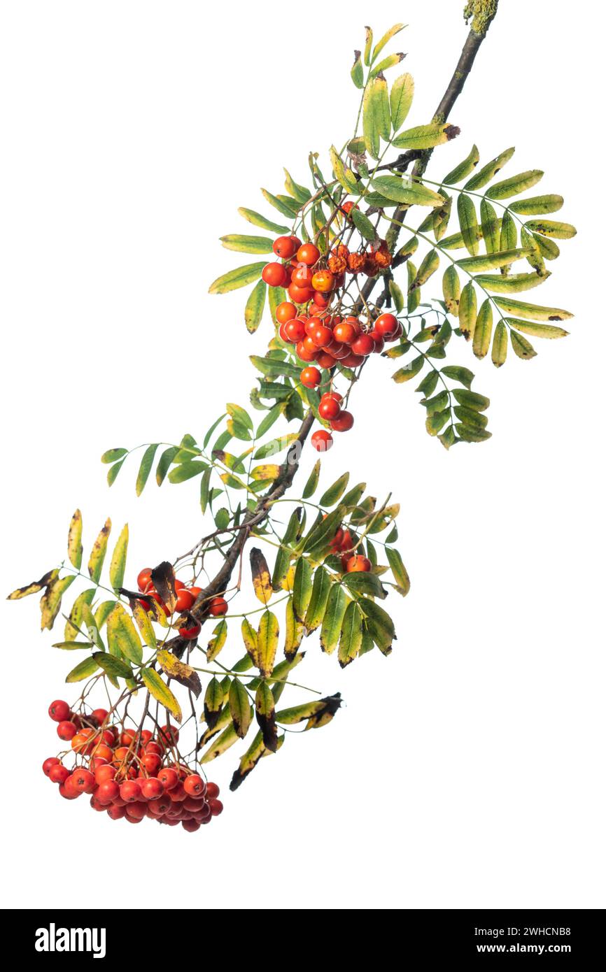 rowan europeo (Sorbus aucuparia), siepe, arbusto, esemplare autoportante, Vechta, bassa Sassonia, Germania Foto Stock