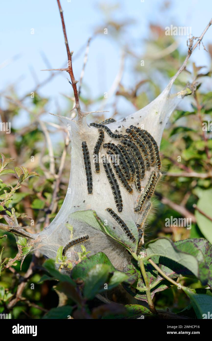 Adelgide lanestris (Eriogaster lanestris) primaverile, Caterpillars, Bretagna, Francia Foto Stock