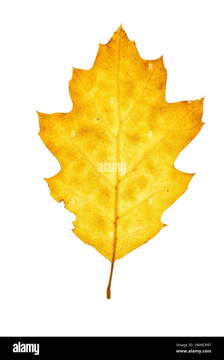 Foglia autunnale di quercia bianca americana (Quercus alba), albero, autoportante, Vechta, bassa Sassonia, Germania Foto Stock