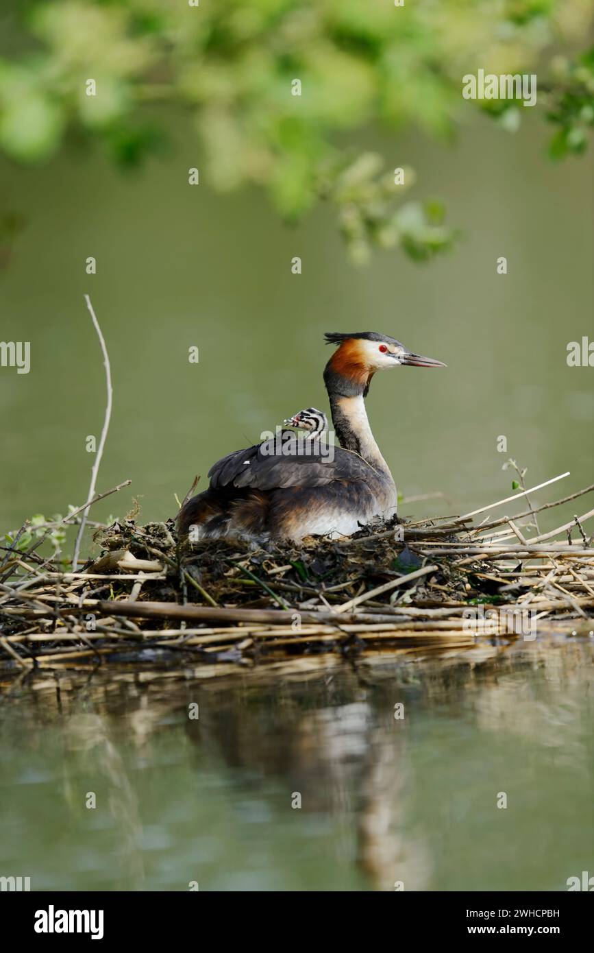 Grande cresta (Podiceps cristatus), allevamento con pulcini sul nido, Renania settentrionale-Vestfalia, Germania Foto Stock