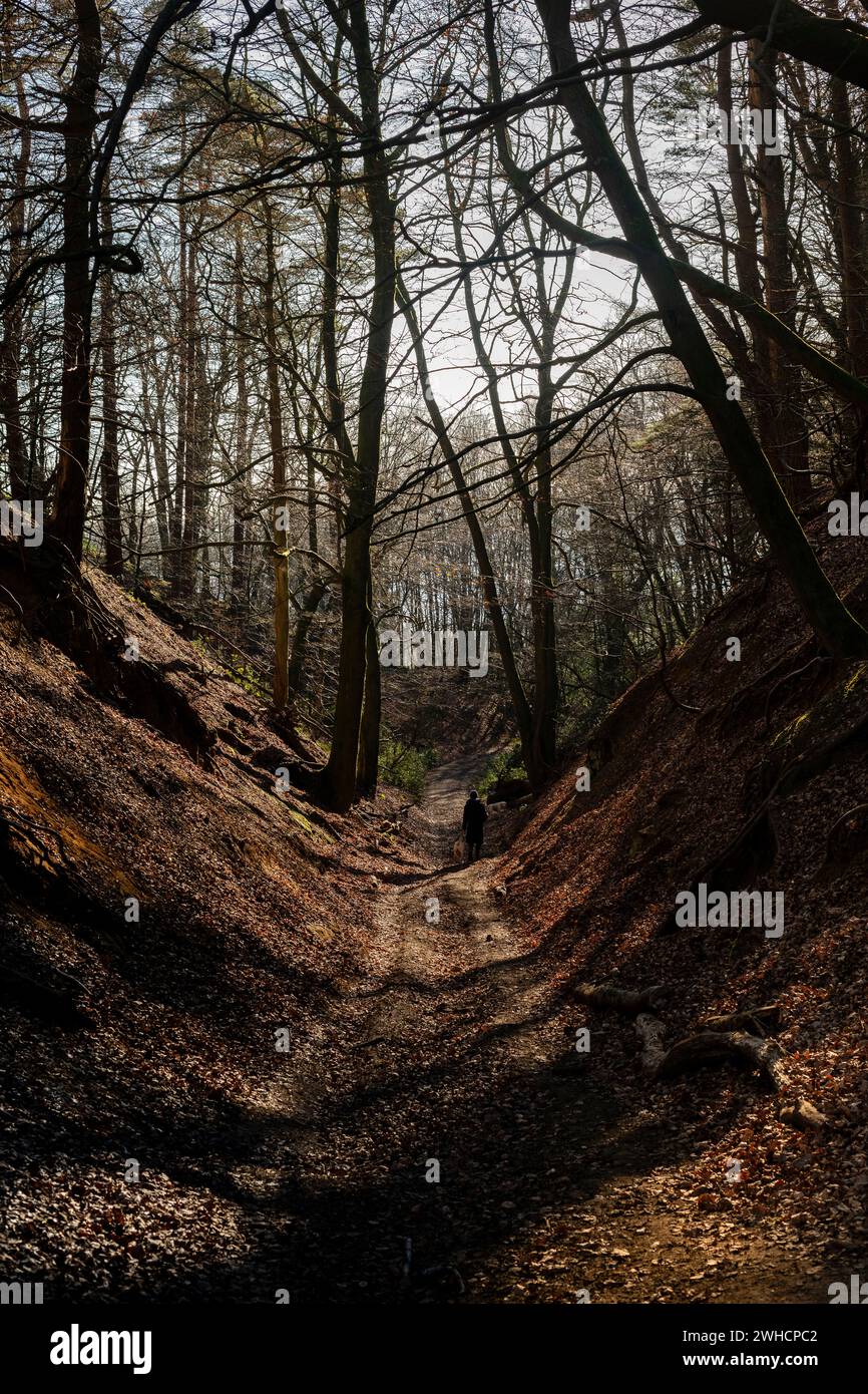 Surrey Hills, Inghilterra meridionale, donne che camminano con il suo cane Foto Stock