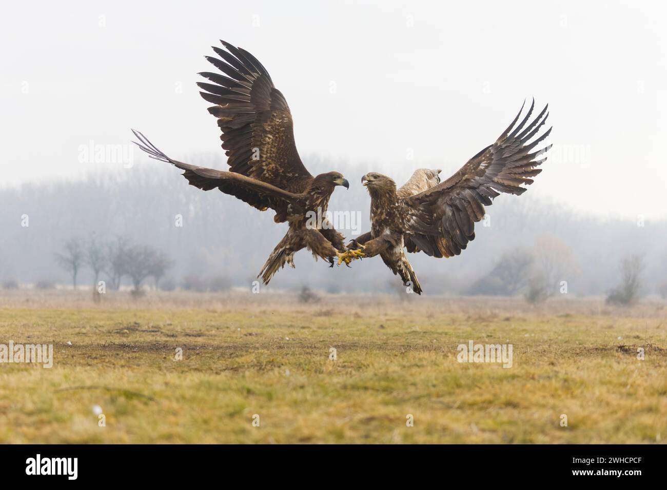 Aquila dalla coda bianca Haliaeetus albicilla, 2 juveniles Fighting, Hortobagy, Ungheria, febbraio Foto Stock