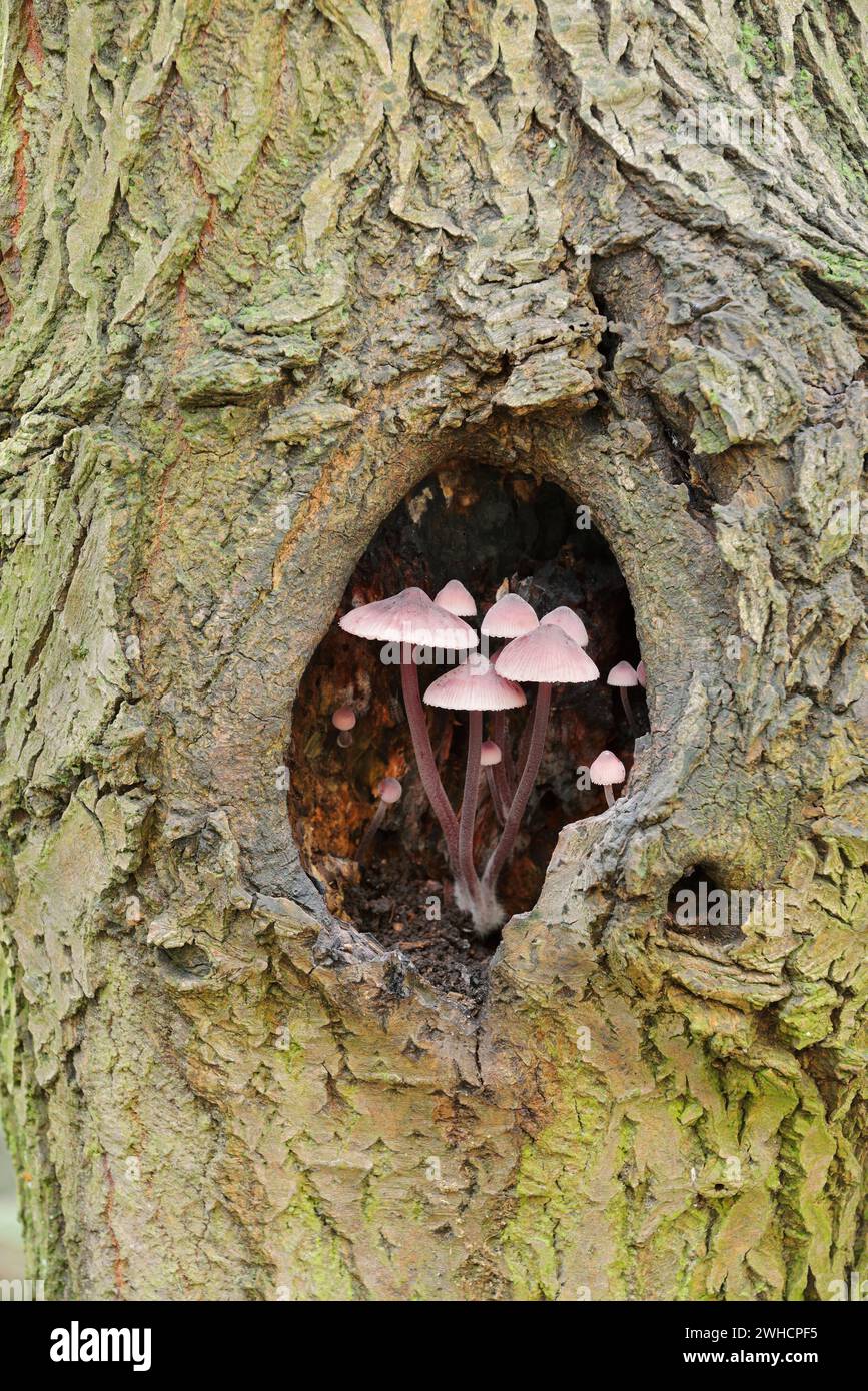 Grandi elibori di sangue (Mycena haematopus) in un albero, Renania settentrionale-Vestfalia, Germania Foto Stock