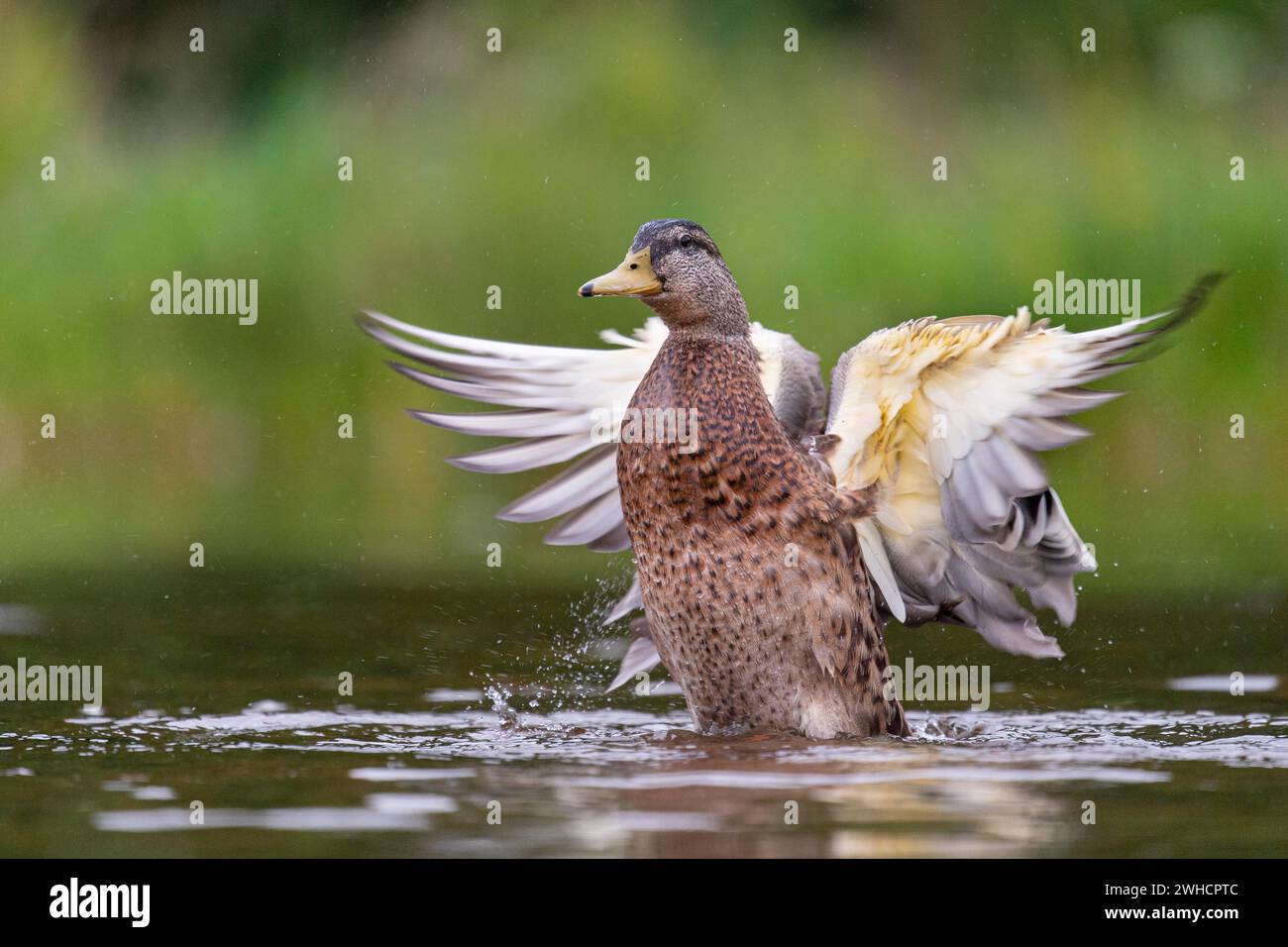 Mallard (Anas platyrhynchos) in volo, femmina, Aviemore, Scozia, Gran Bretagna Foto Stock