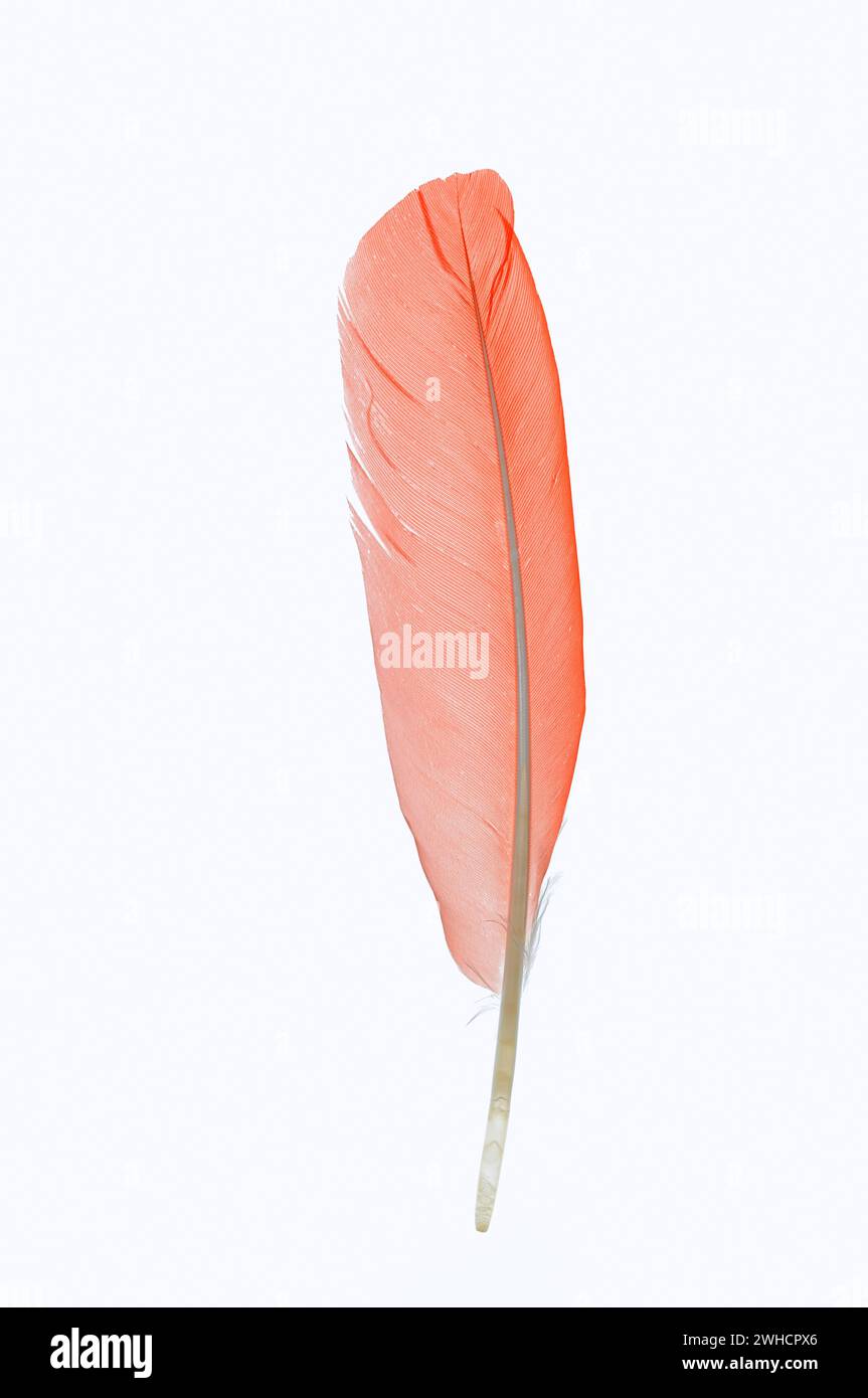 Scarlet Ibis o Red Ibis (Eudocimus ruber), piuma Foto Stock