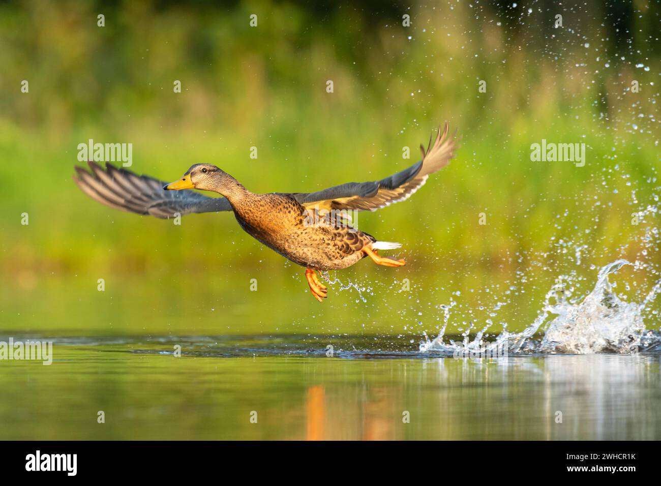 Mallard (Anas platyrhynchos) in volo, femmina, Aviemore, Scozia, Gran Bretagna Foto Stock