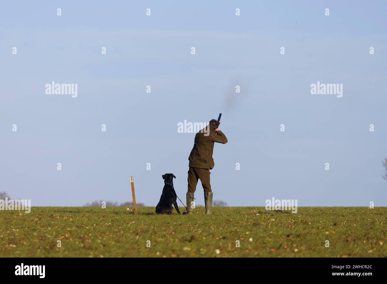 Uomo che spara fucile durante le riprese di gioco con labrador retriever a Feet, Suffolk, Inghilterra, gennaio Foto Stock