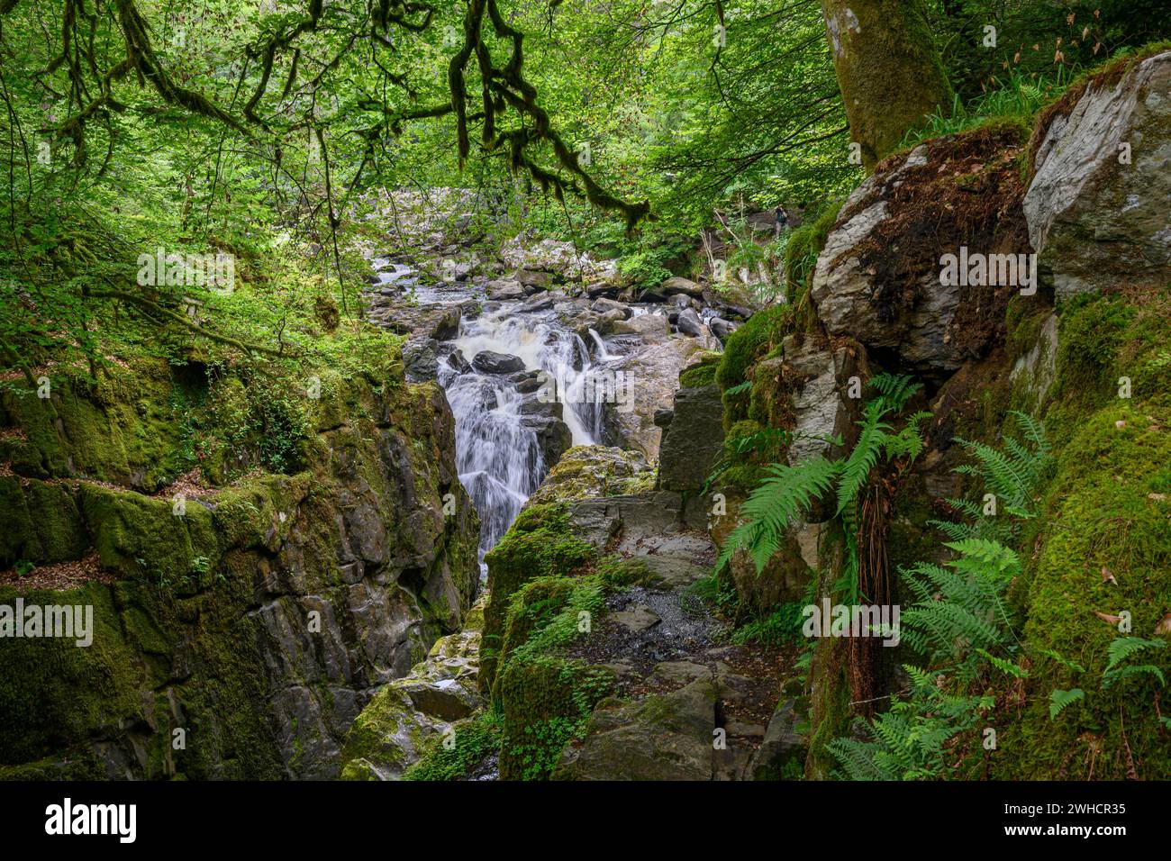 Cascata, Foresta, Hermitage, Scozia, Gran Bretagna Foto Stock