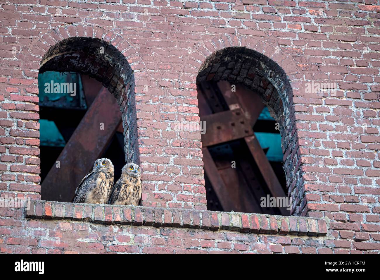 Gufo eurasiatico (bubo bubo), piccoli, in una vecchia finestra della torre di Malakow, desolato industriale, miniera di Ewald, Herten, zona della Ruhr, nord Foto Stock