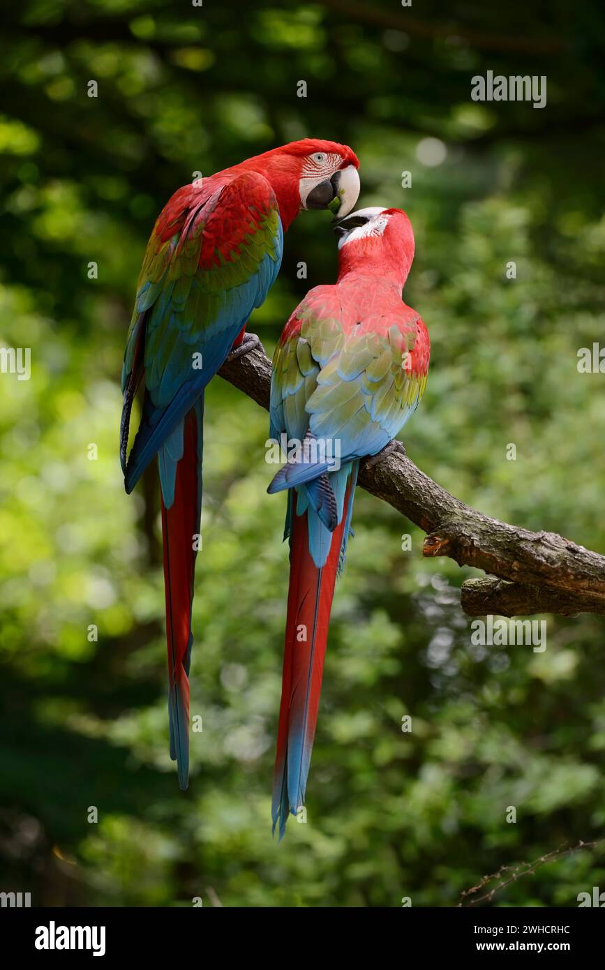 Macaw rosso scuro o macaw con ali verdi (Ara chloropterus, Ara chloroptera), coppia Foto Stock