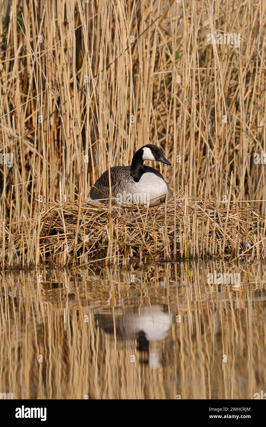 Oca canadese (Branta canadensis) seduta sul nido, Renania settentrionale-Vestfalia, Germania Foto Stock