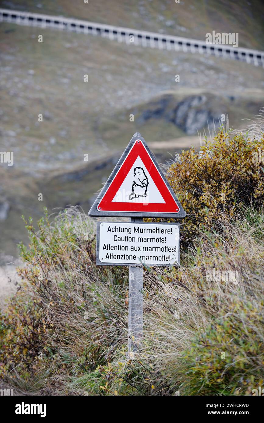 Cartello segnaletico "attenzione marmotte" sulla strada alpina Grossglockner, Parco Nazionale degli alti Tauri, Carinzia, Austria Foto Stock