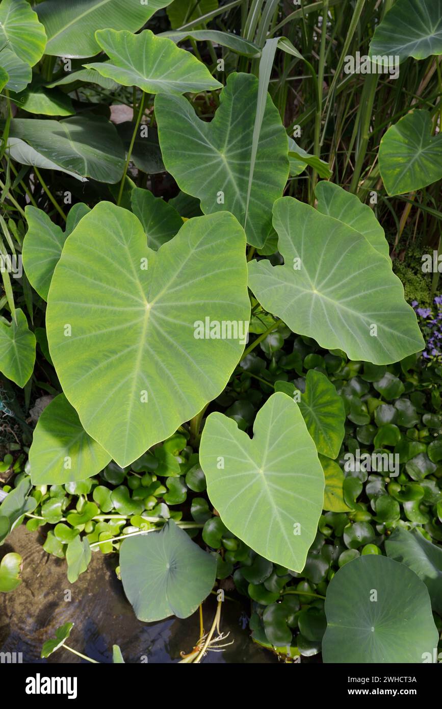 Taro (Colocasia esculenta), foglie, pianta utile, Germania Foto Stock