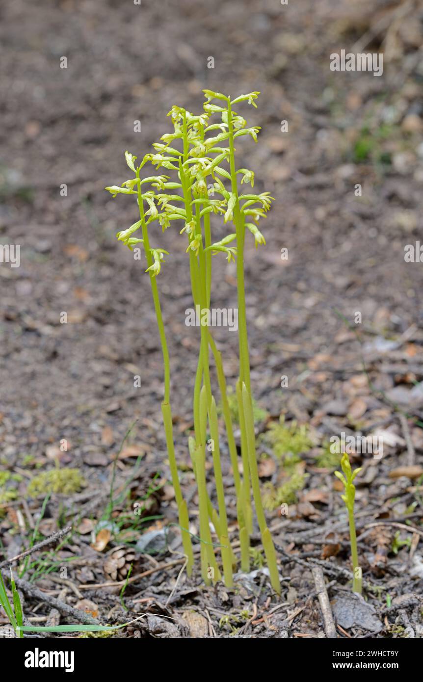 Coralroot (Corallorhiza trifida), Banff National Park, Alberta, Canada Foto Stock