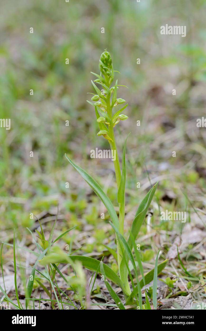 Green Hollow Tongue (Coeloglossum viride), Jasper National Park, Alberta, Canada Foto Stock