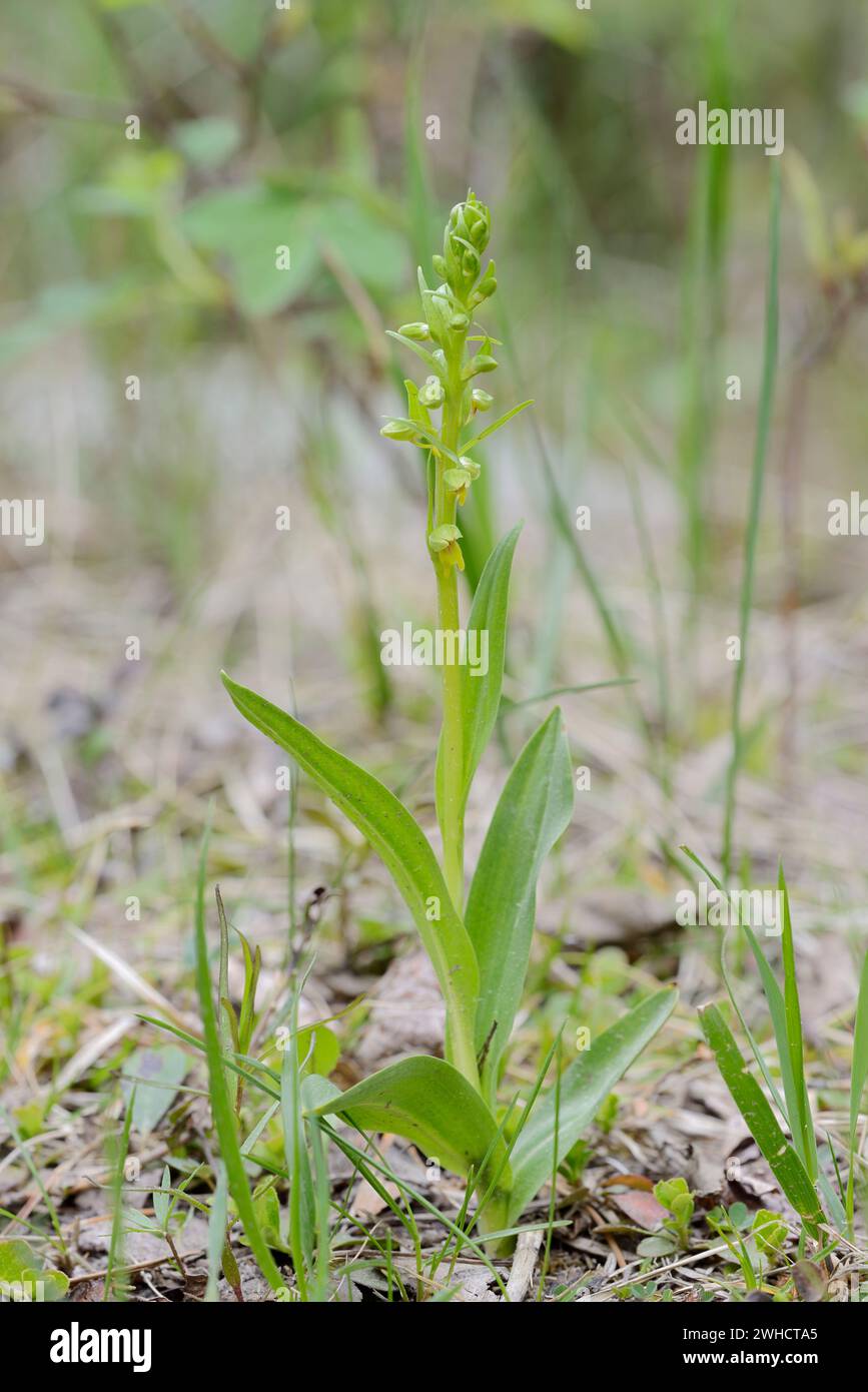 Green Hollow Tongue (Coeloglossum viride), Jasper National Park, Alberta, Canada Foto Stock