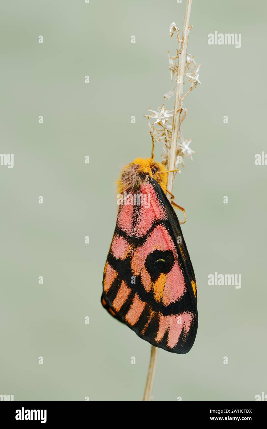 Falena di pavone (Hemileuca eglanterina), Waterton Lakes National Park, Alberta, Canada Foto Stock