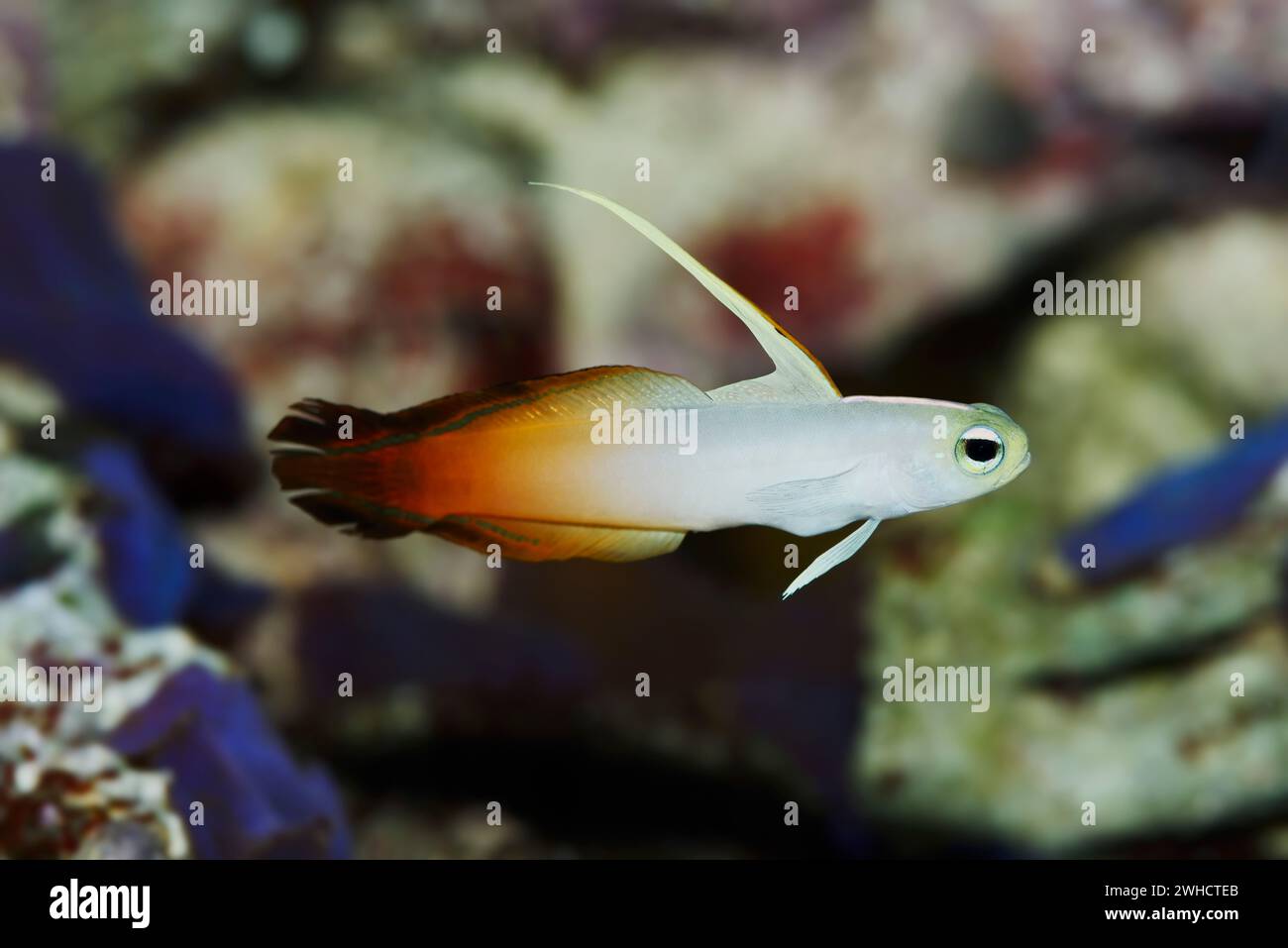 Spade di fuoco (Nemateleotris magnifica), che si verifica nell'Indo-Pacifico Foto Stock