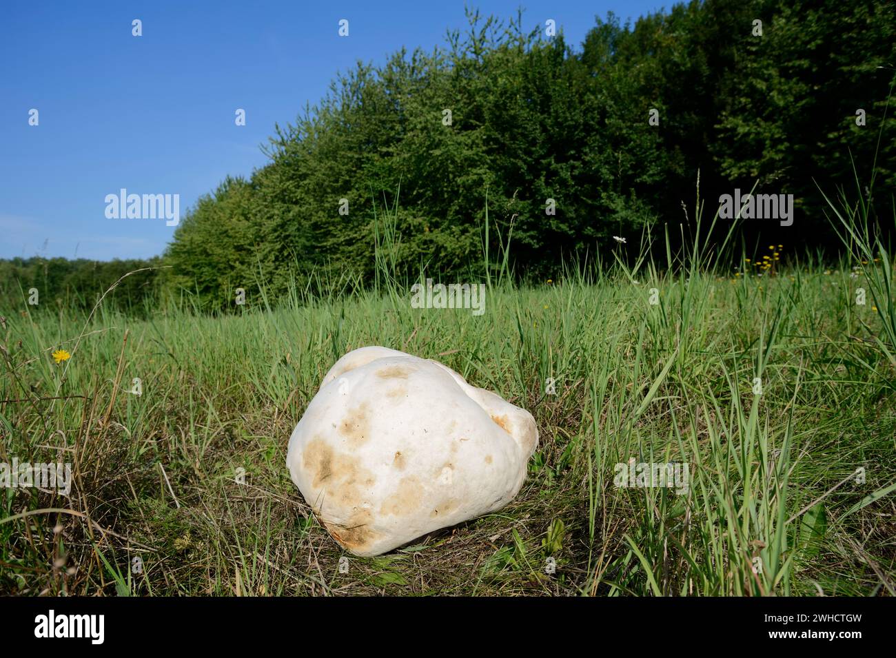 Gigantesco bostro (Langermannia gigantea) in un prato, Renania settentrionale-Vestfalia, Germania Foto Stock