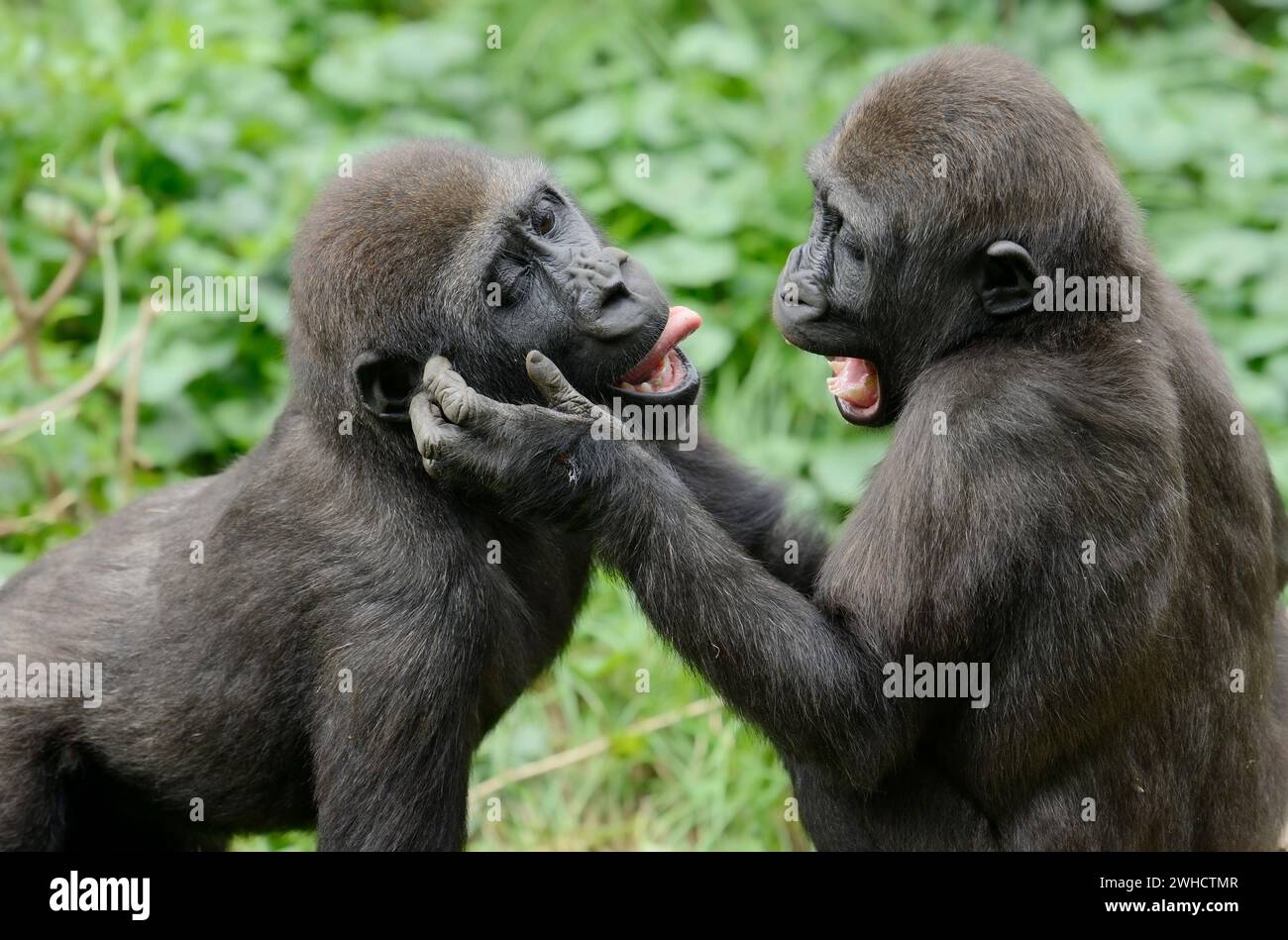 Gorilla di pianura occidentale (Gorilla gorilla gorilla), che gioca a piccoli animali Foto Stock