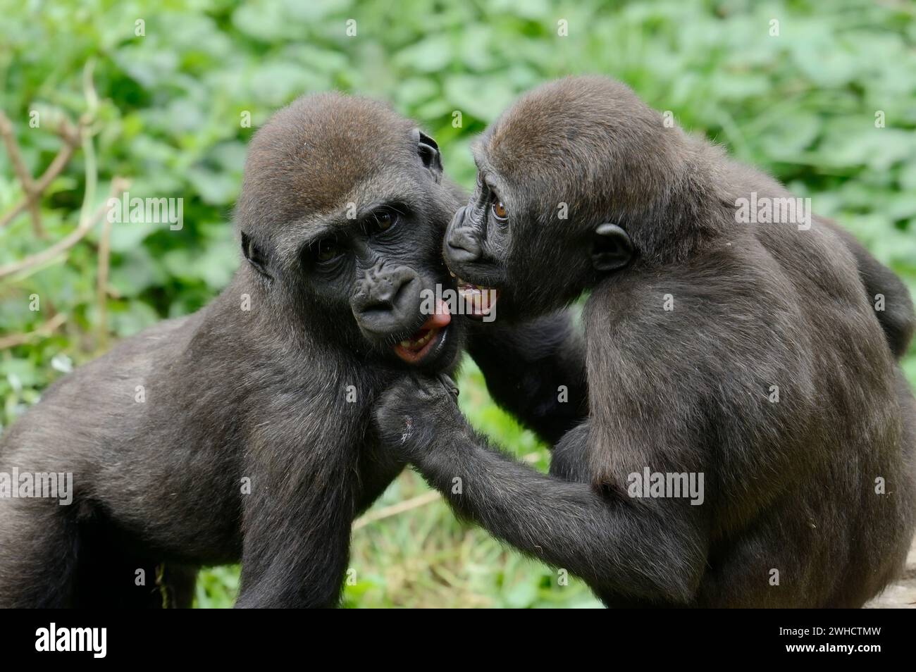 Gorilla di pianura occidentale (Gorilla gorilla gorilla), che gioca a piccoli animali Foto Stock