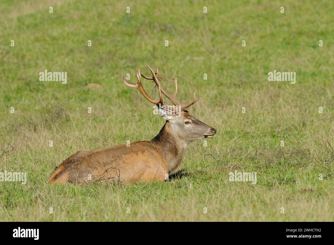 Cervo (Cervus elaphus), cervo, Renania settentrionale-Vestfalia, Germania Foto Stock