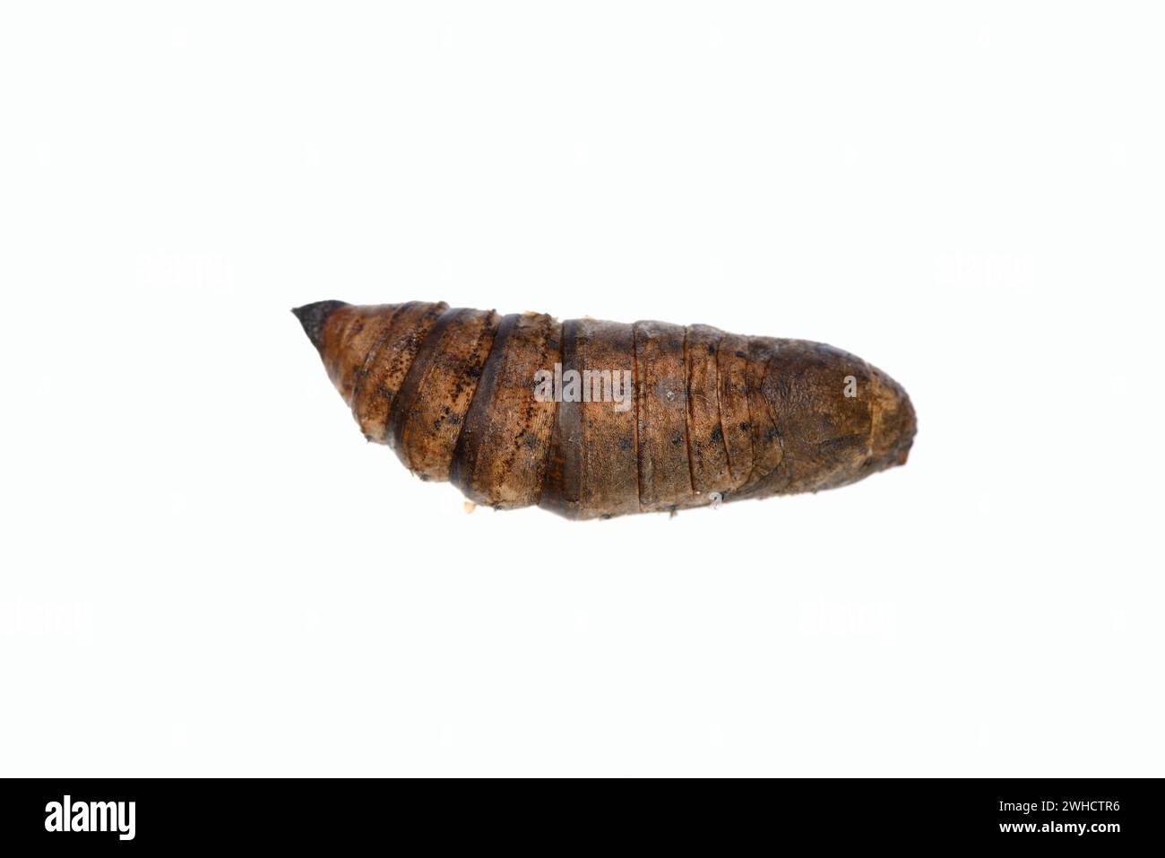 Falco di vite media (Deilephila elpenor), pupa, Renania settentrionale-Vestfalia, Germania Foto Stock