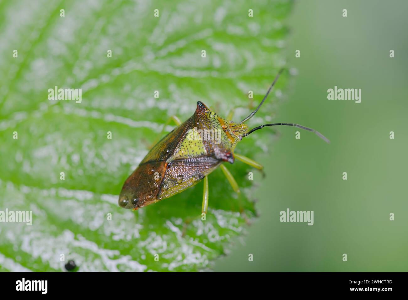 Wipfel-Stachelwanze (Acanthosoma emorroidale), Renania settentrionale-Vestfalia, Germania Foto Stock