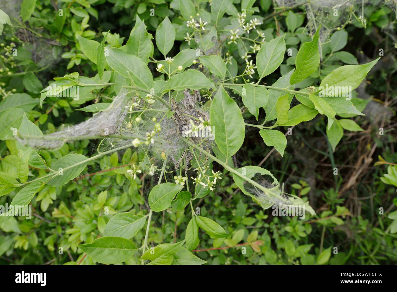 Peacock spider Moth (Yponomeuta cagnagella), caterpillar web, Renania settentrionale-Vestfalia, Germania Foto Stock