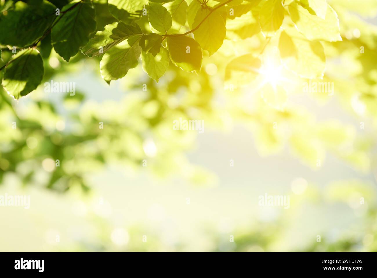 Sfondo primaverile con fogliame verde su sfondo sfocato con spazio copia Foto Stock