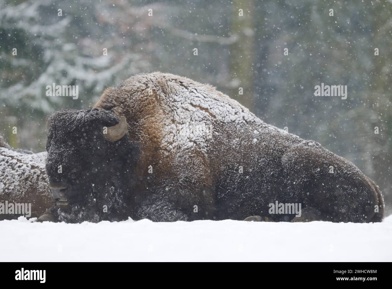 Bisonte americano (Bos bison), toro in inverno Foto Stock