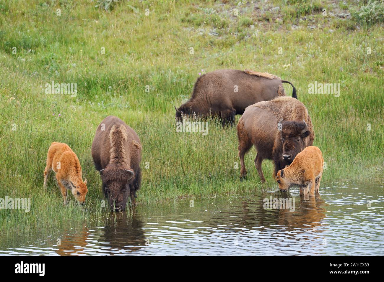 Bisonte americano (Bos bison), femmine e vitelli, Waterton Lakes National Park, Alberta, Canada Foto Stock