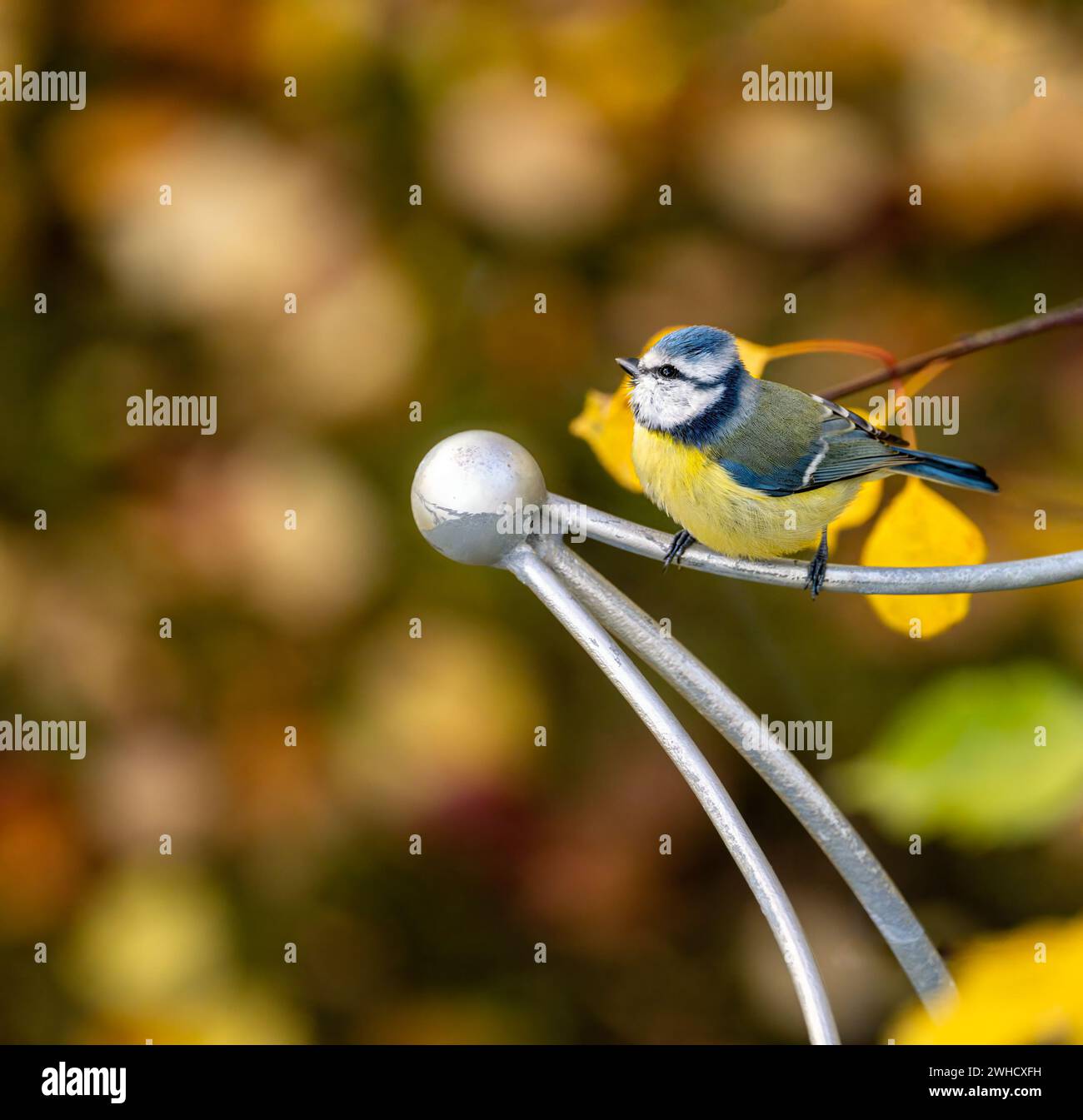 Primo piano di un uccello tit blu seduto su un bar metallico Foto Stock
