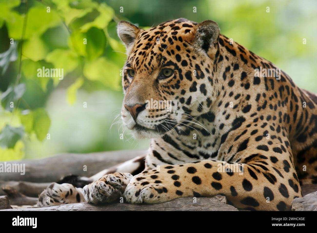 Jaguar (Panthera onca), presente in America centrale e Sud America Foto Stock