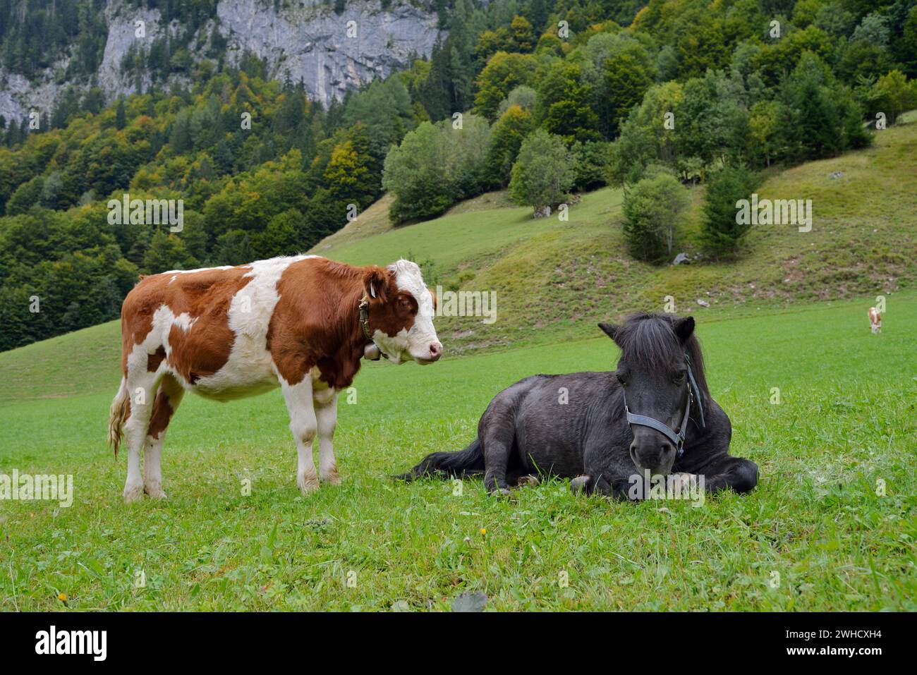Bestiame domestico e pony delle Shetland su un prato alpino, Salisburghese, Austria Foto Stock