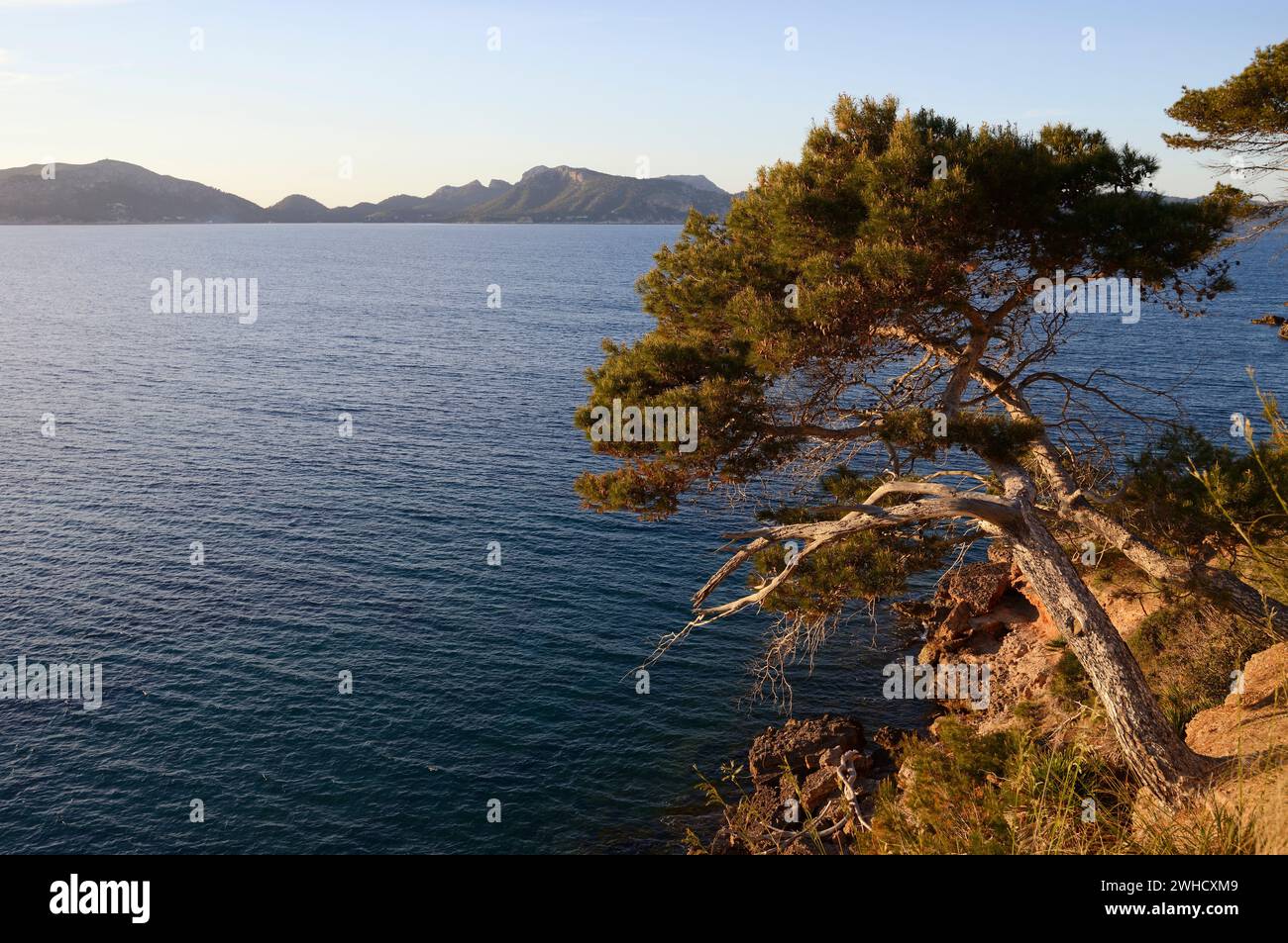 Pini di Aleppo (Pinus halepensis) sulla costa, Platja S'Illot, Maiorca, Isole Baleari, Spagna Foto Stock