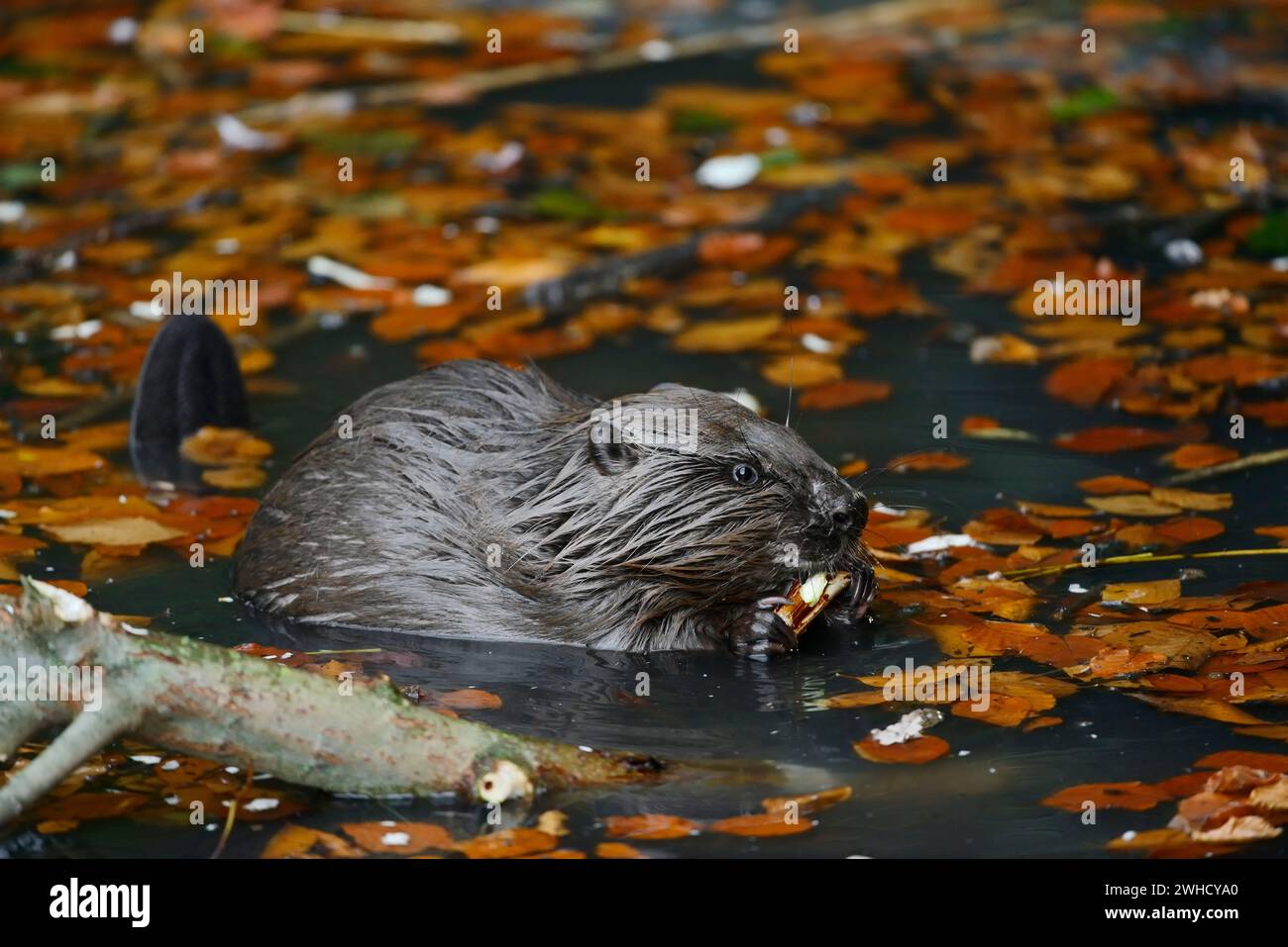 Castoro europeo (fibra di Castor), Renania settentrionale-Vestfalia, Germania Foto Stock