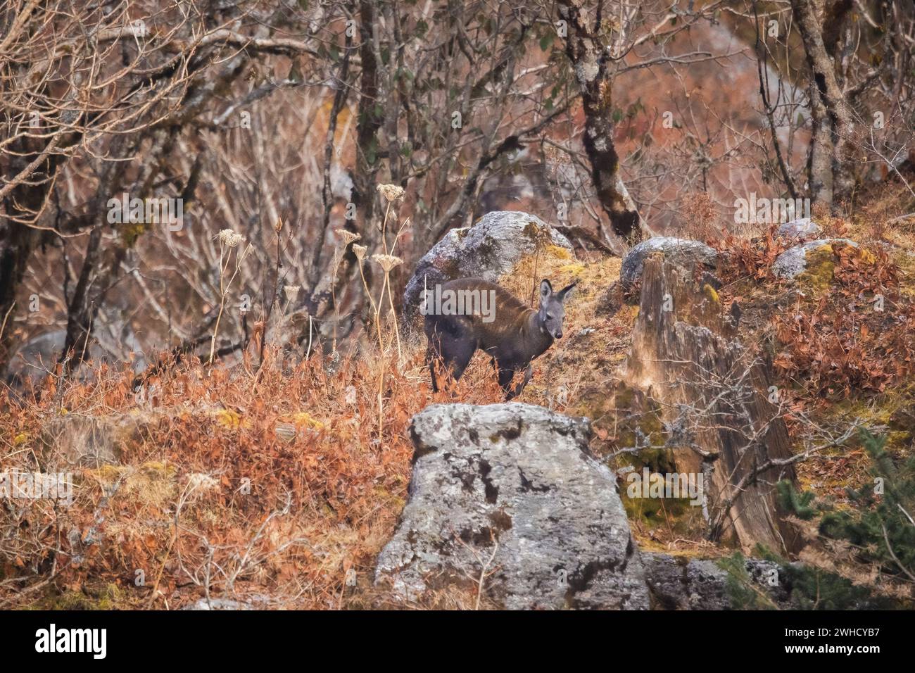 Il cervo Muschio dell'Himalaya, il leucogaster Moschus, il Pangolakha Wildlife Sanctuary, Sikkim, India Foto Stock