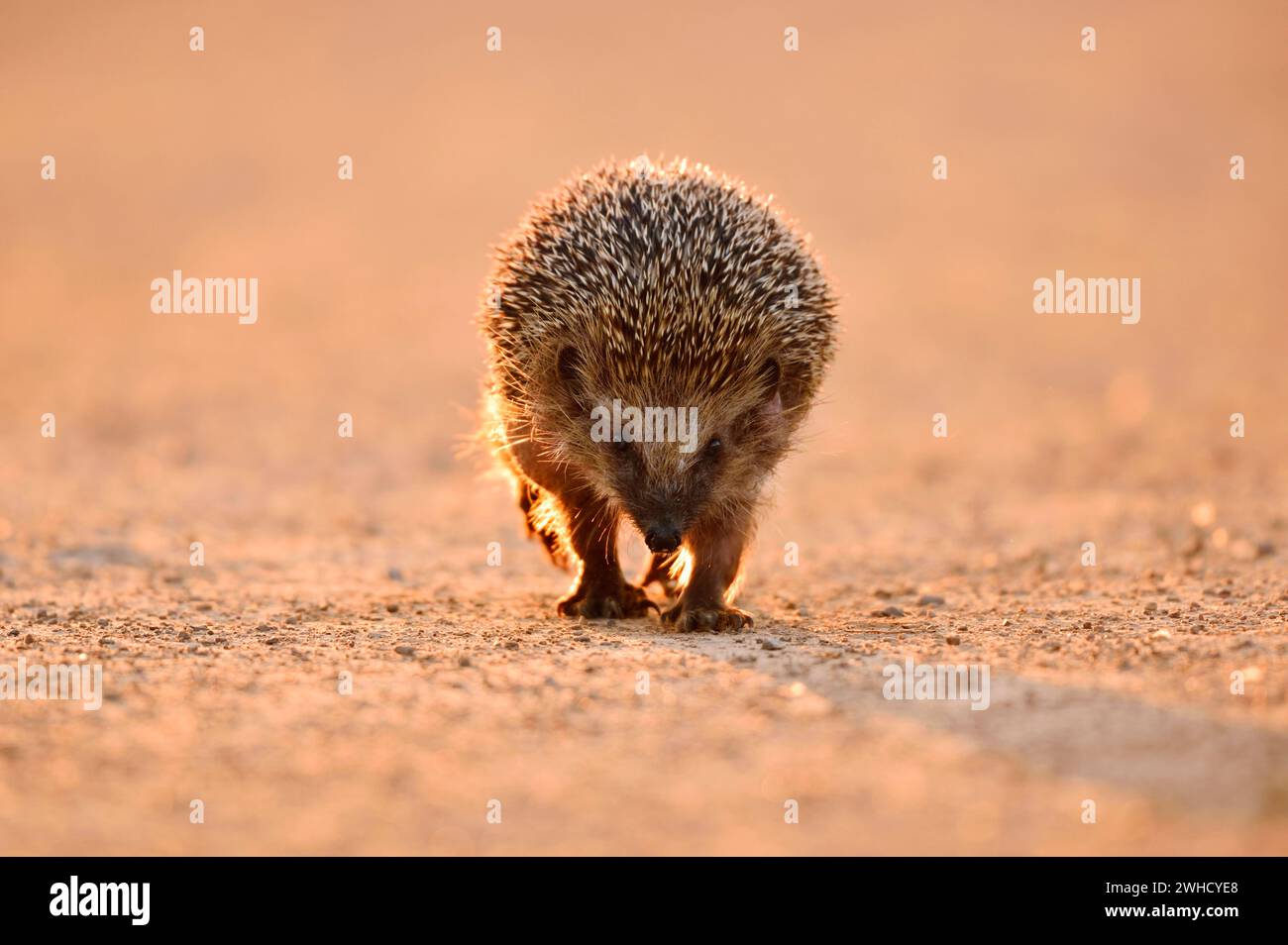 Riccio dal petto bruno o riccio dell'Europa occidentale (Erinaceus europaeus), Renania settentrionale-Vestfalia, Germania Foto Stock